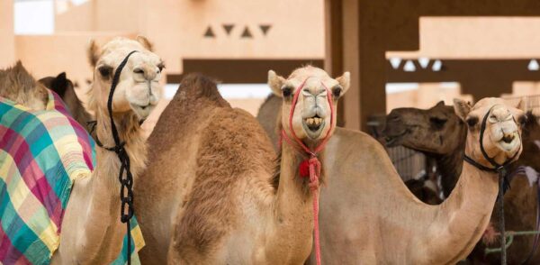 Al Ain Tour (private) Tour starts from Dubai